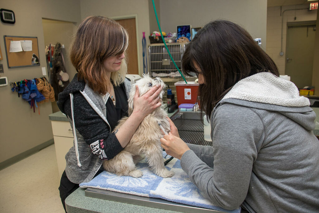 good veterinary clinic of the city