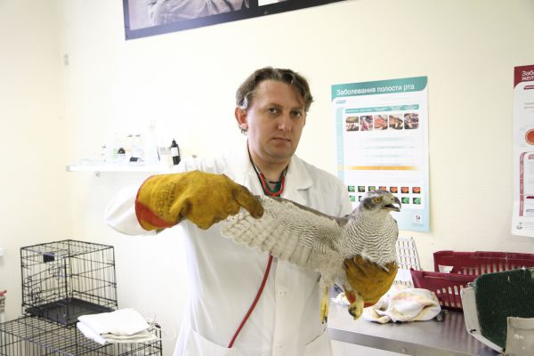 Ветеринар орнитолог